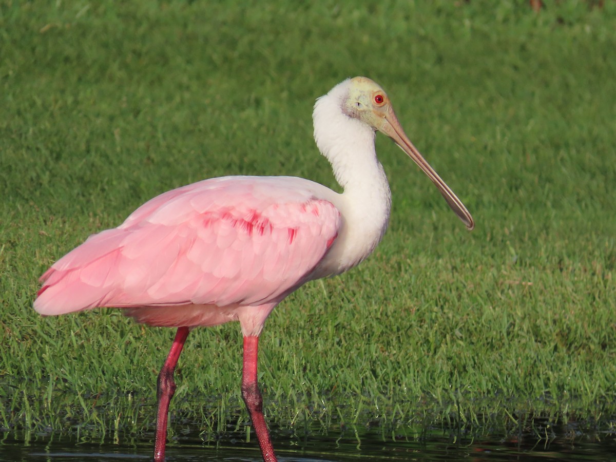 Roseate Spoonbill - ML620876025