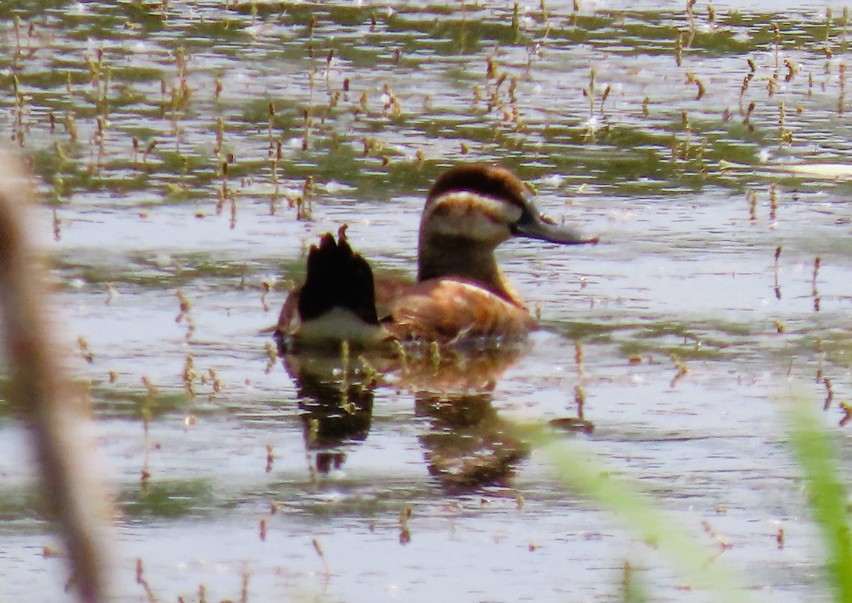 Ruddy Duck - ML620876029