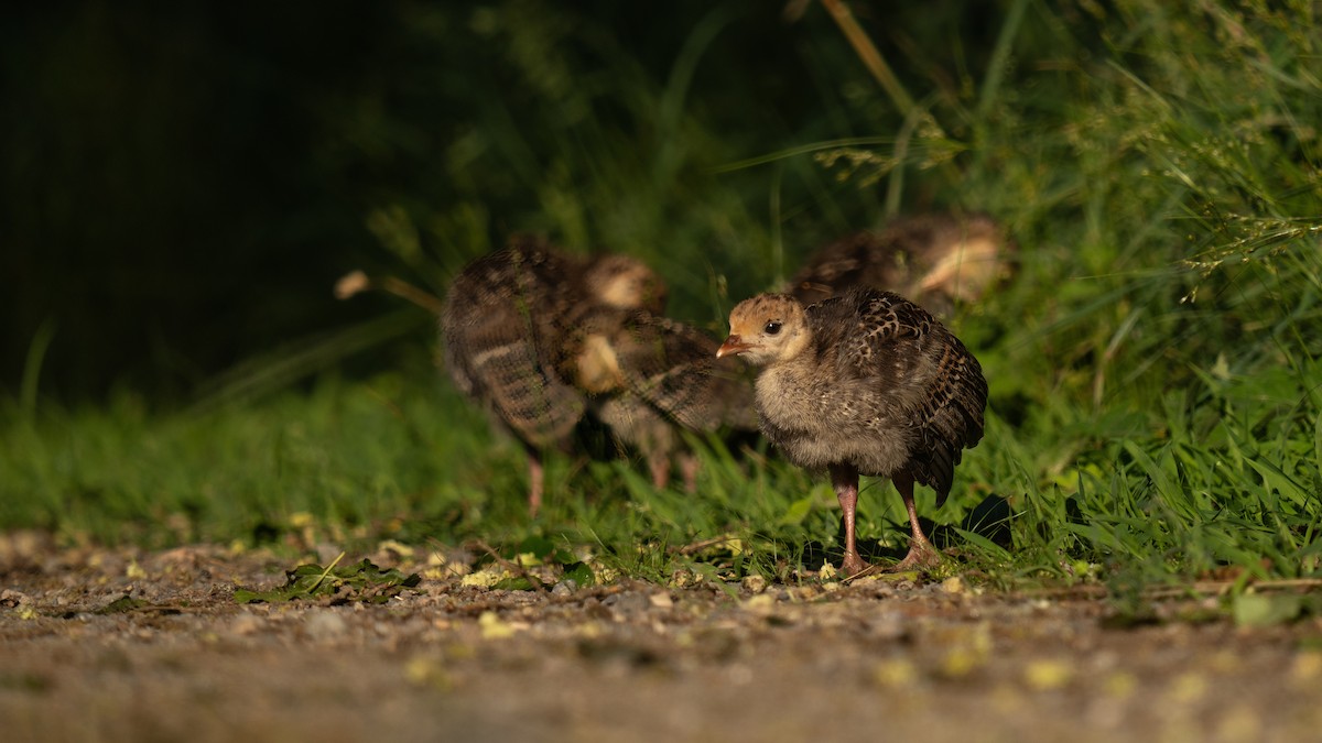 Wild Turkey - ML620876035