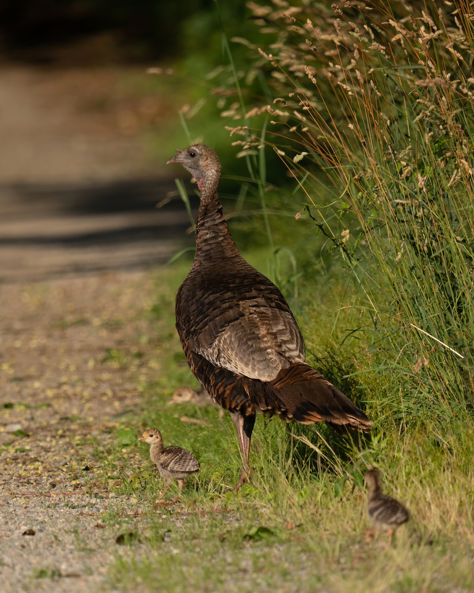 Wild Turkey - ML620876036