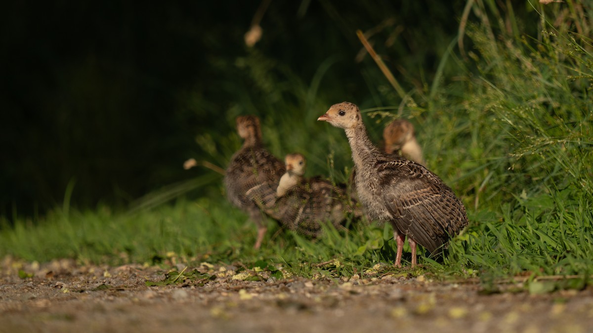 Wild Turkey - ML620876037