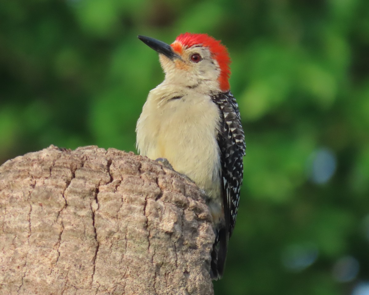 Red-bellied Woodpecker - ML620876043