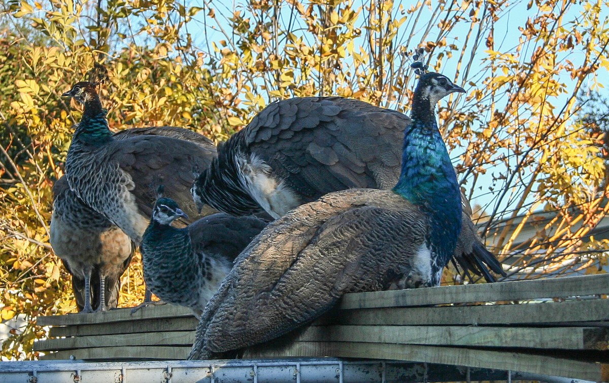 Indian Peafowl - ML620876049