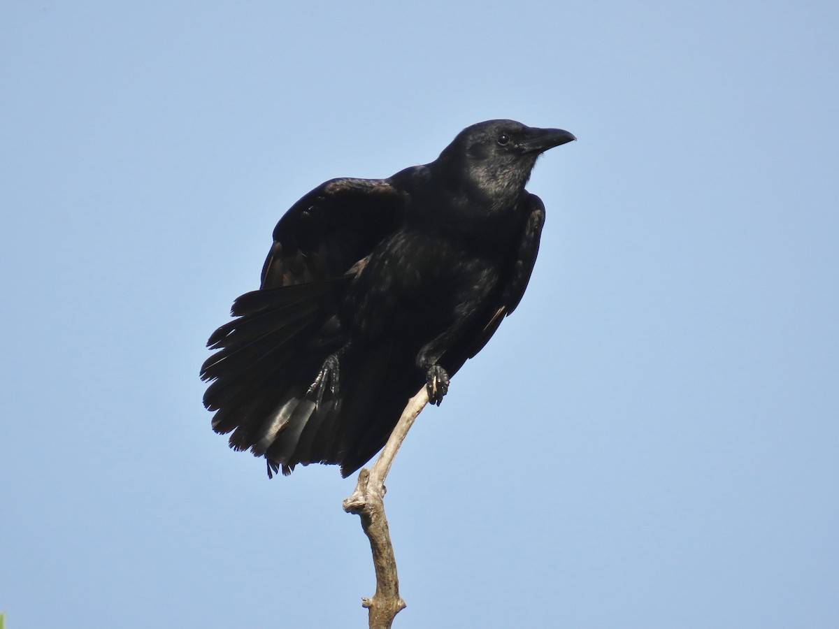 Fish Crow - ML620876051