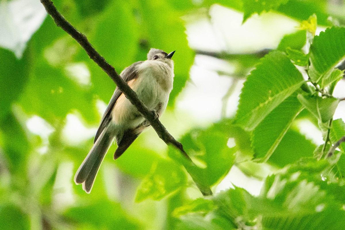 Tufted Titmouse - ML620876053