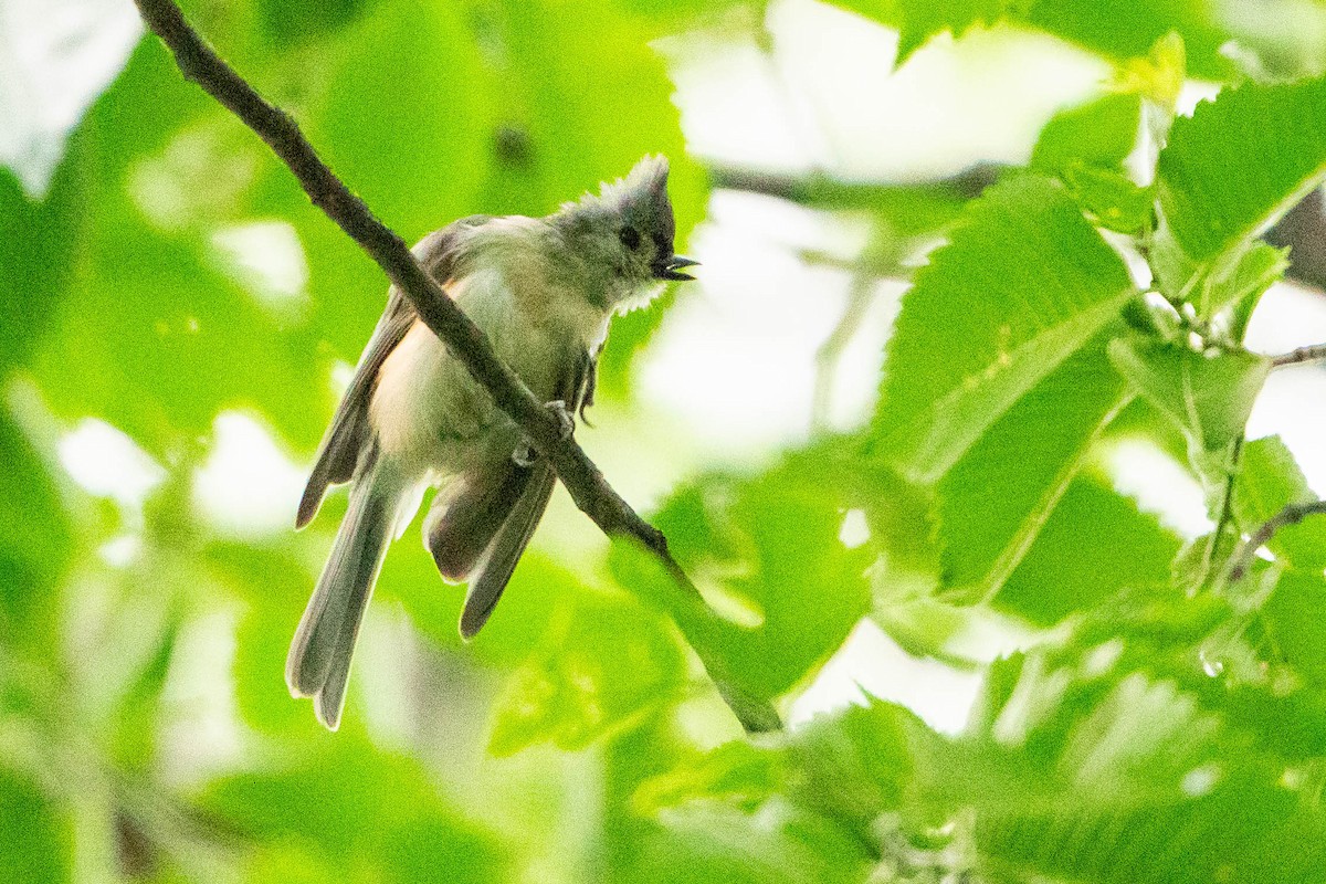 Tufted Titmouse - ML620876055