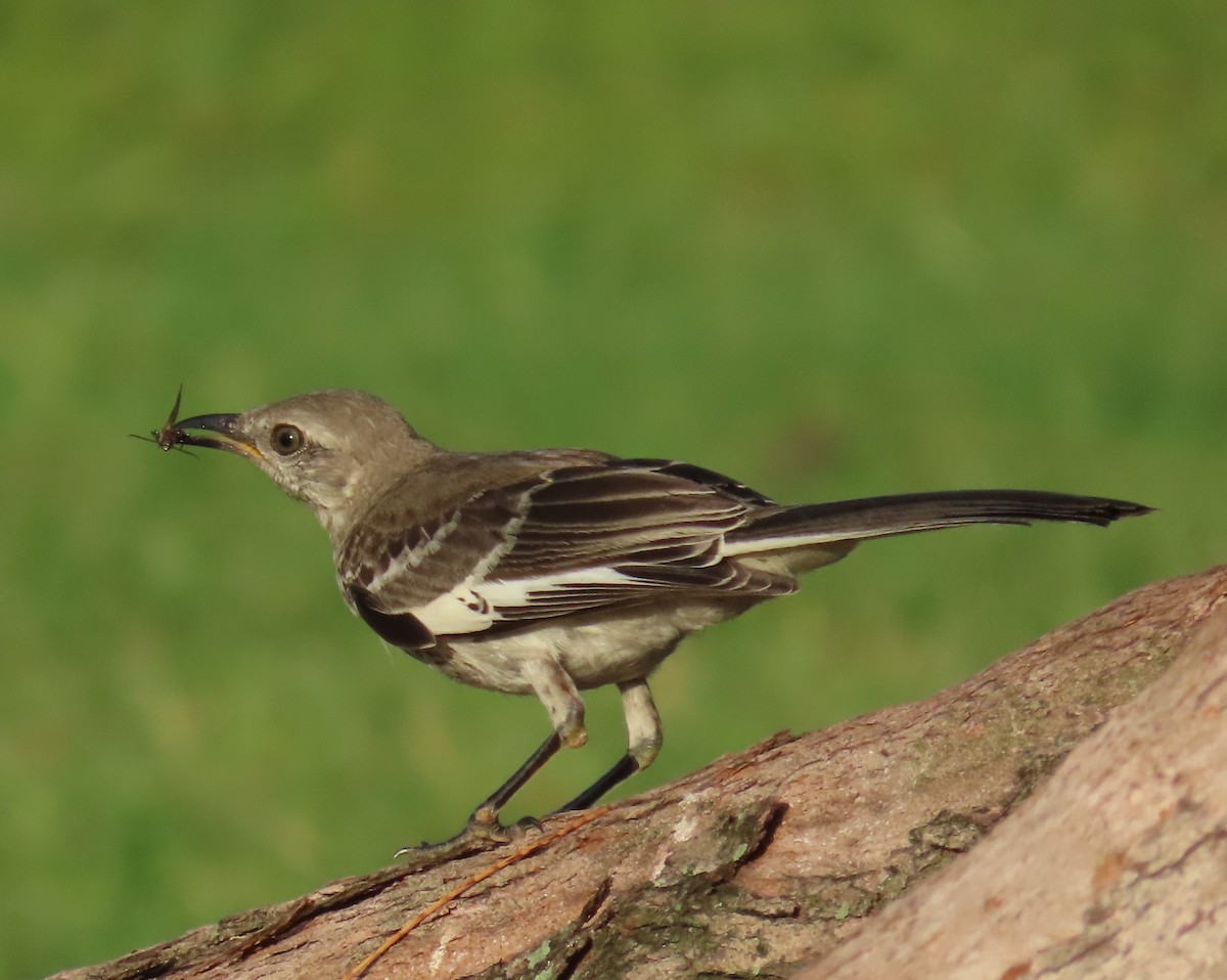 Northern Mockingbird - ML620876058