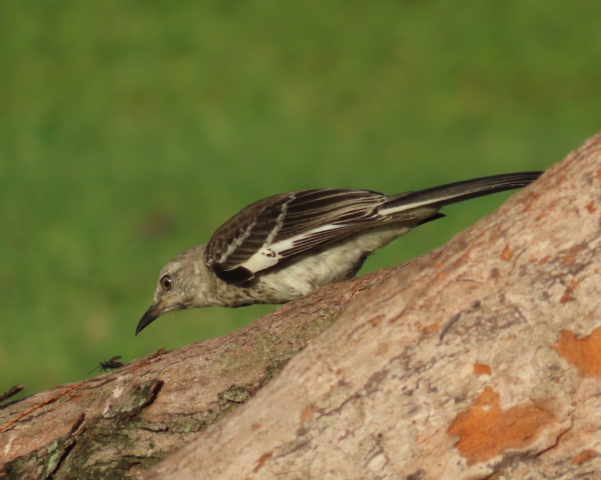 Northern Mockingbird - ML620876060