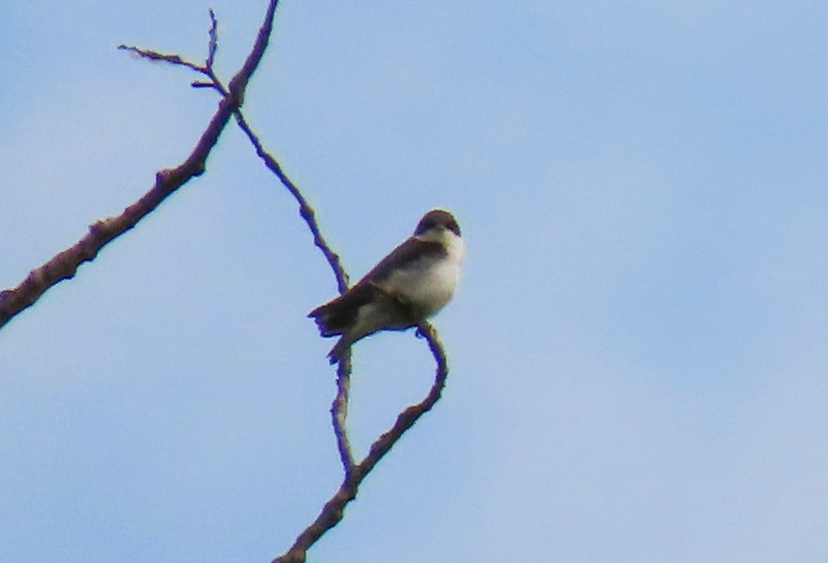 Tree Swallow - ML620876062