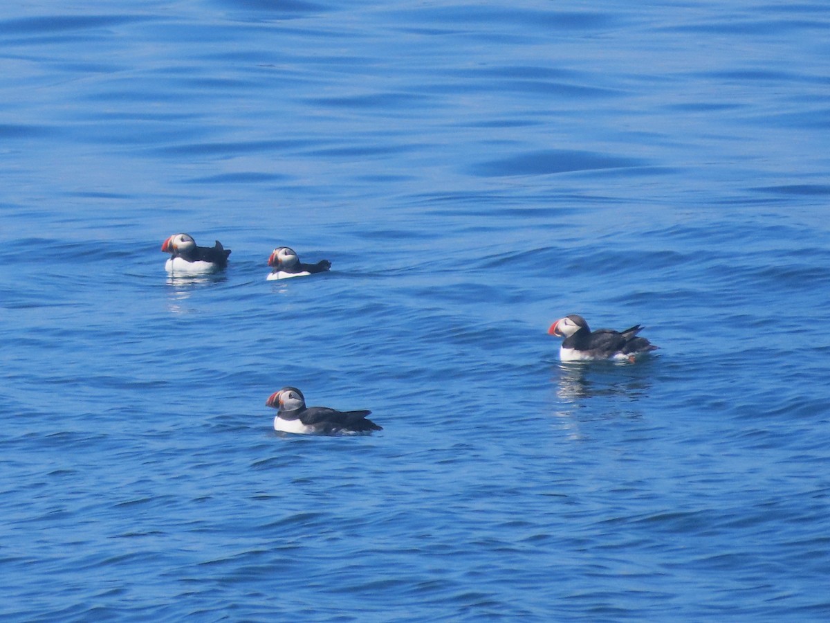 Atlantic Puffin - ML620876068