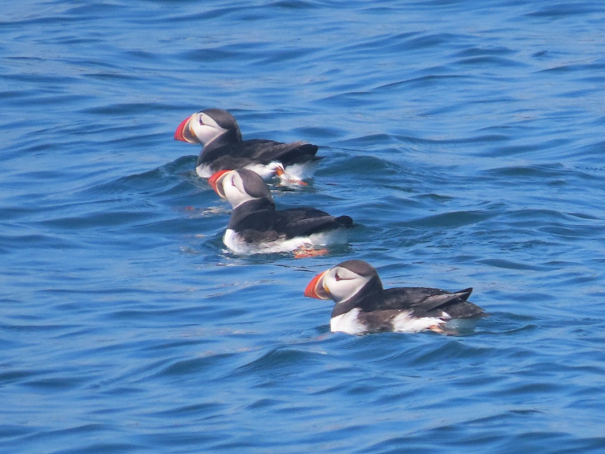 Atlantic Puffin - ML620876069