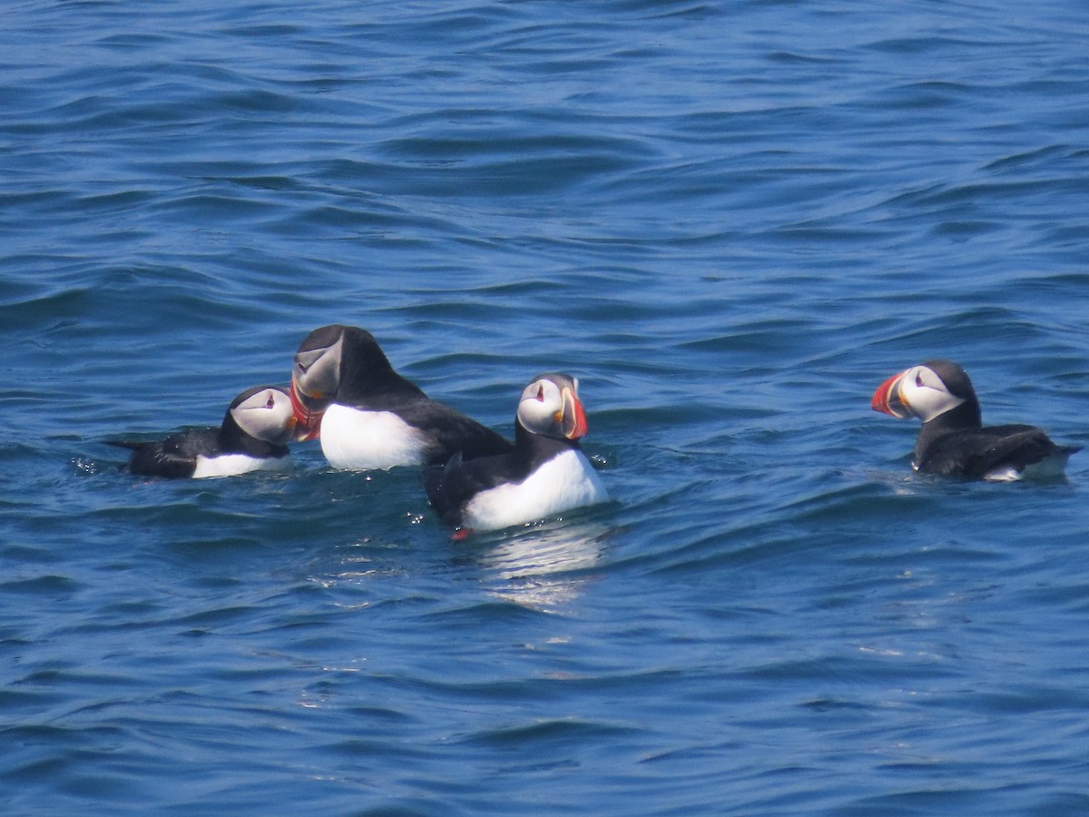 Atlantic Puffin - ML620876071