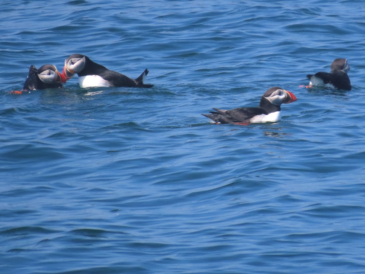 Atlantic Puffin - ML620876072