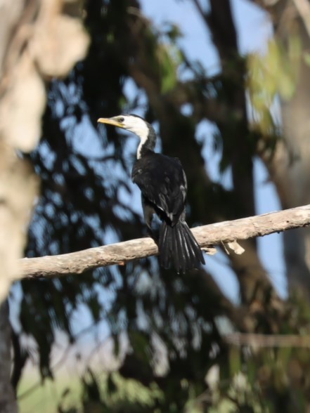 Little Pied Cormorant - ML620876074