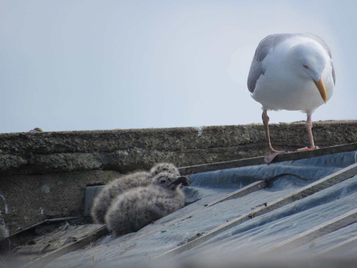 Herring Gull (European) - ML620876097