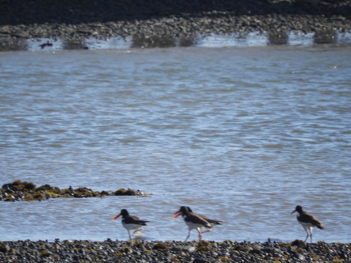 American Oystercatcher - ML620876100