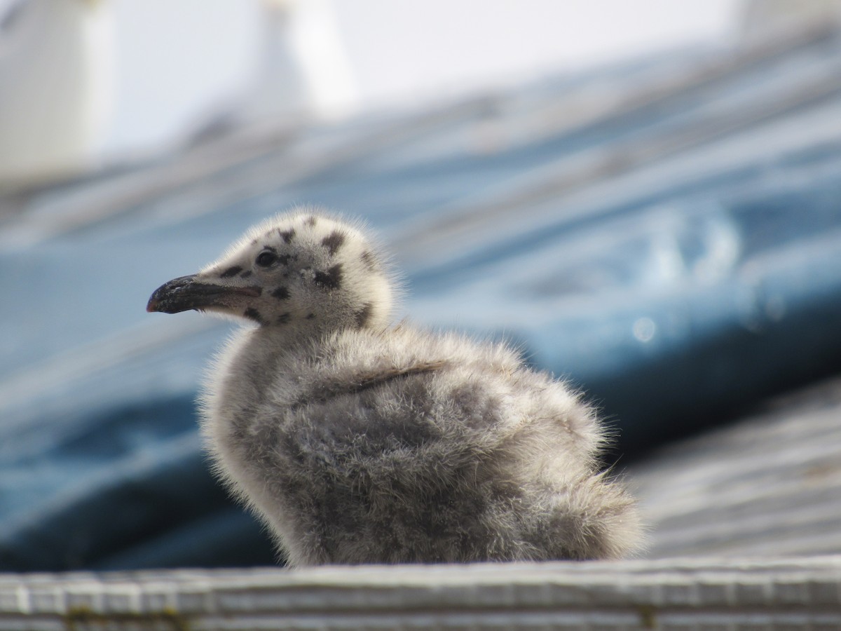 Herring Gull (European) - ML620876109