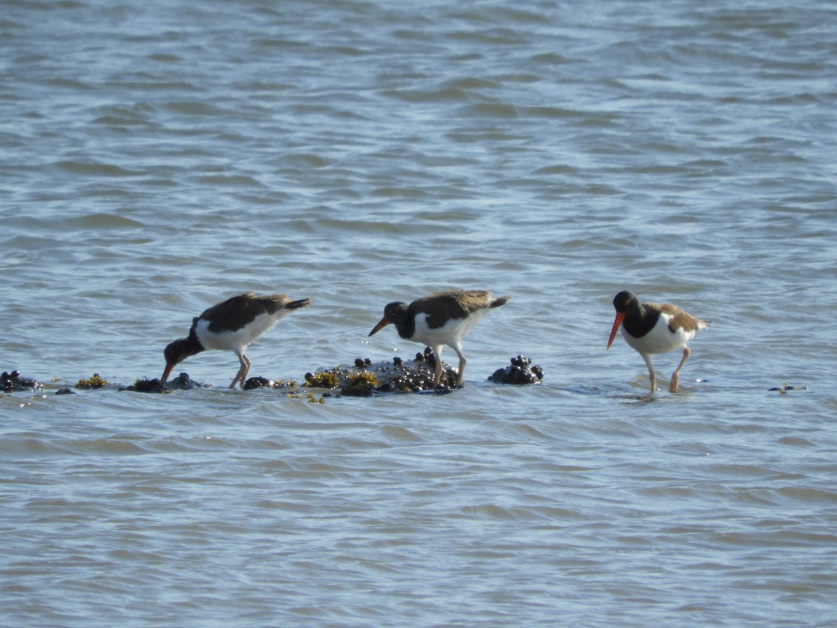 American Oystercatcher - Laura Markley