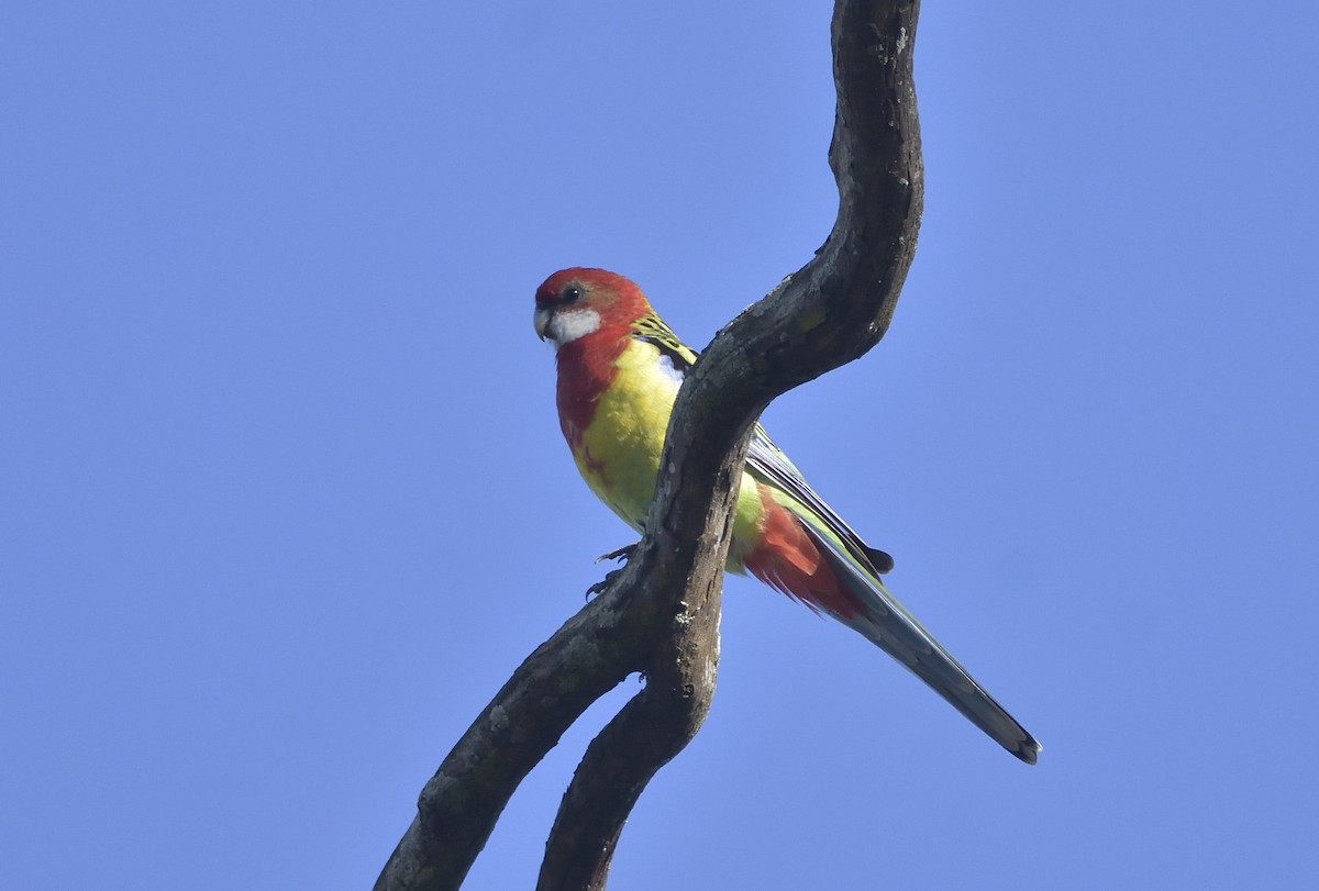 Eastern Rosella - ML620876116