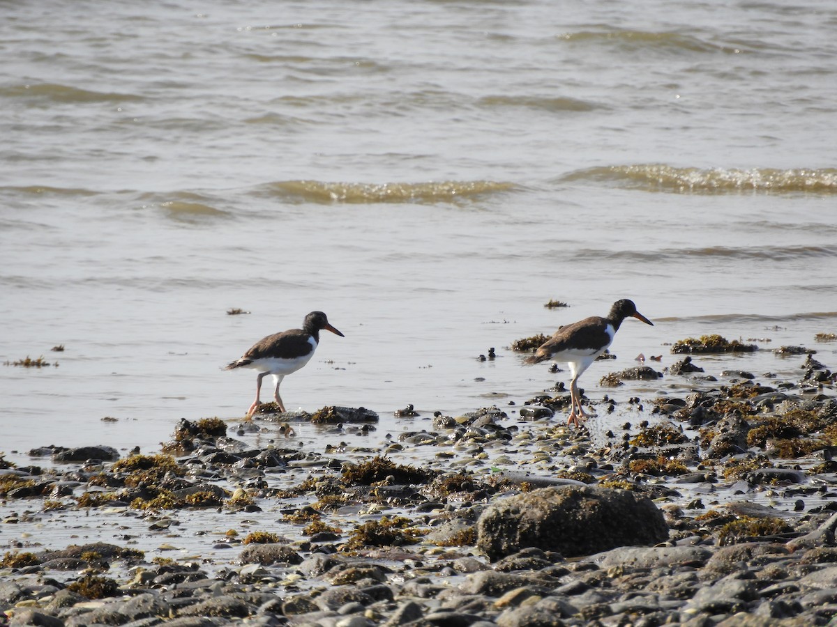 American Oystercatcher - ML620876117