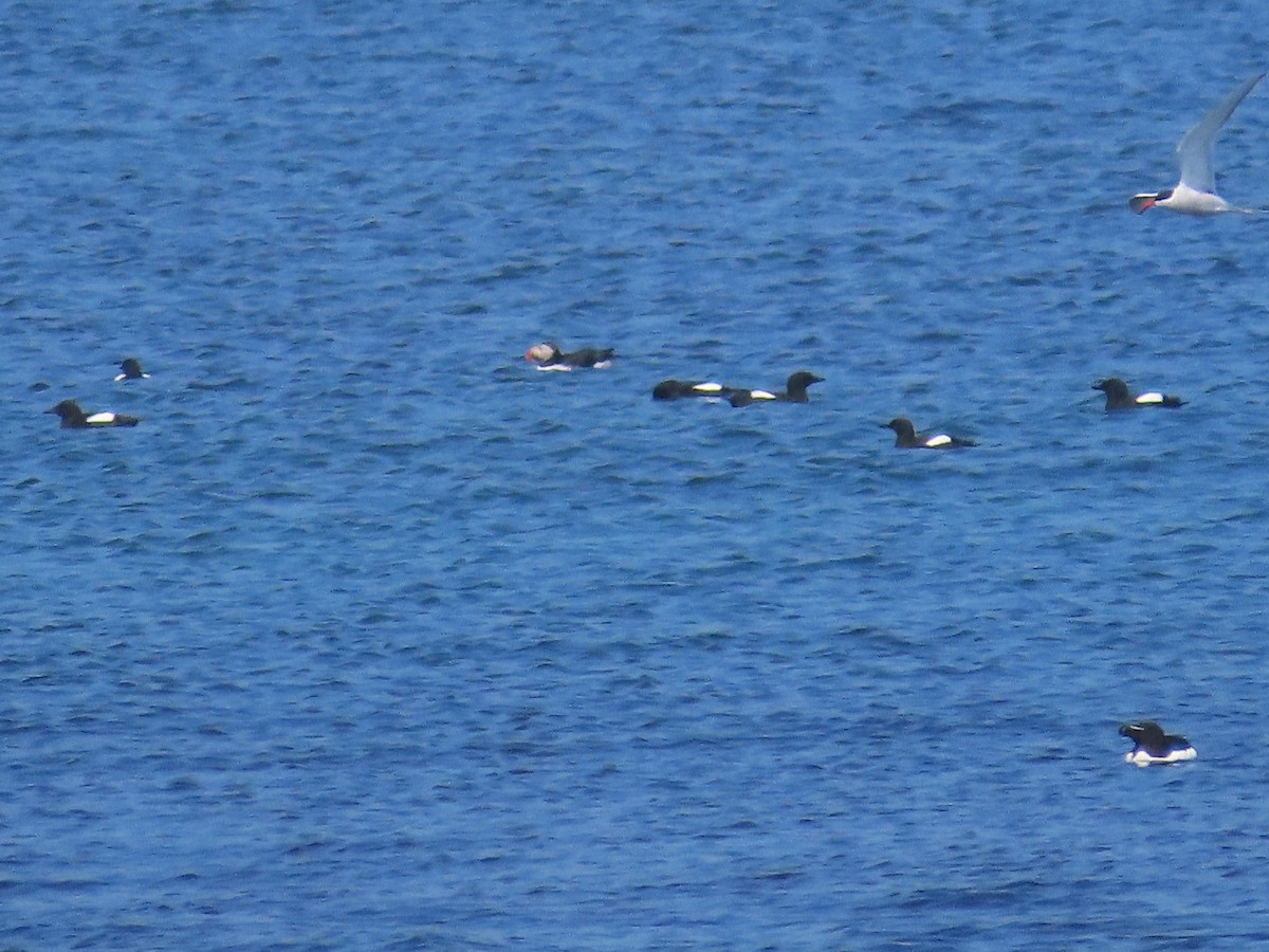 Black Guillemot - ML620876118