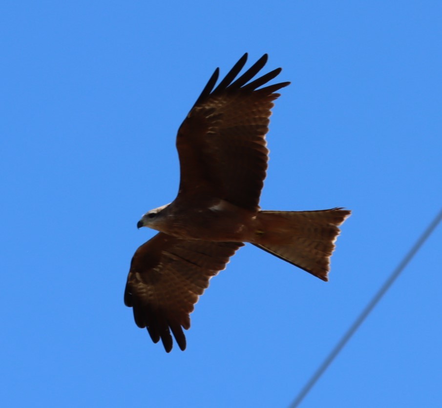 Black Kite - ML620876125