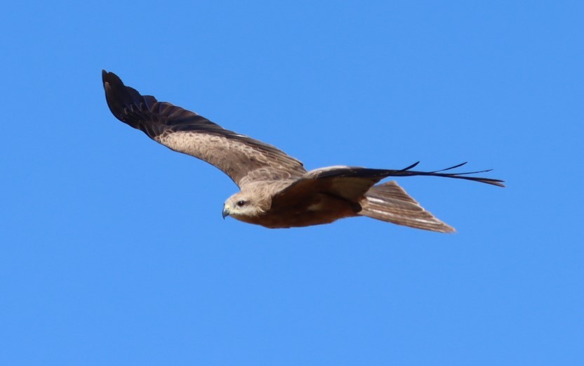 Black Kite - ML620876126