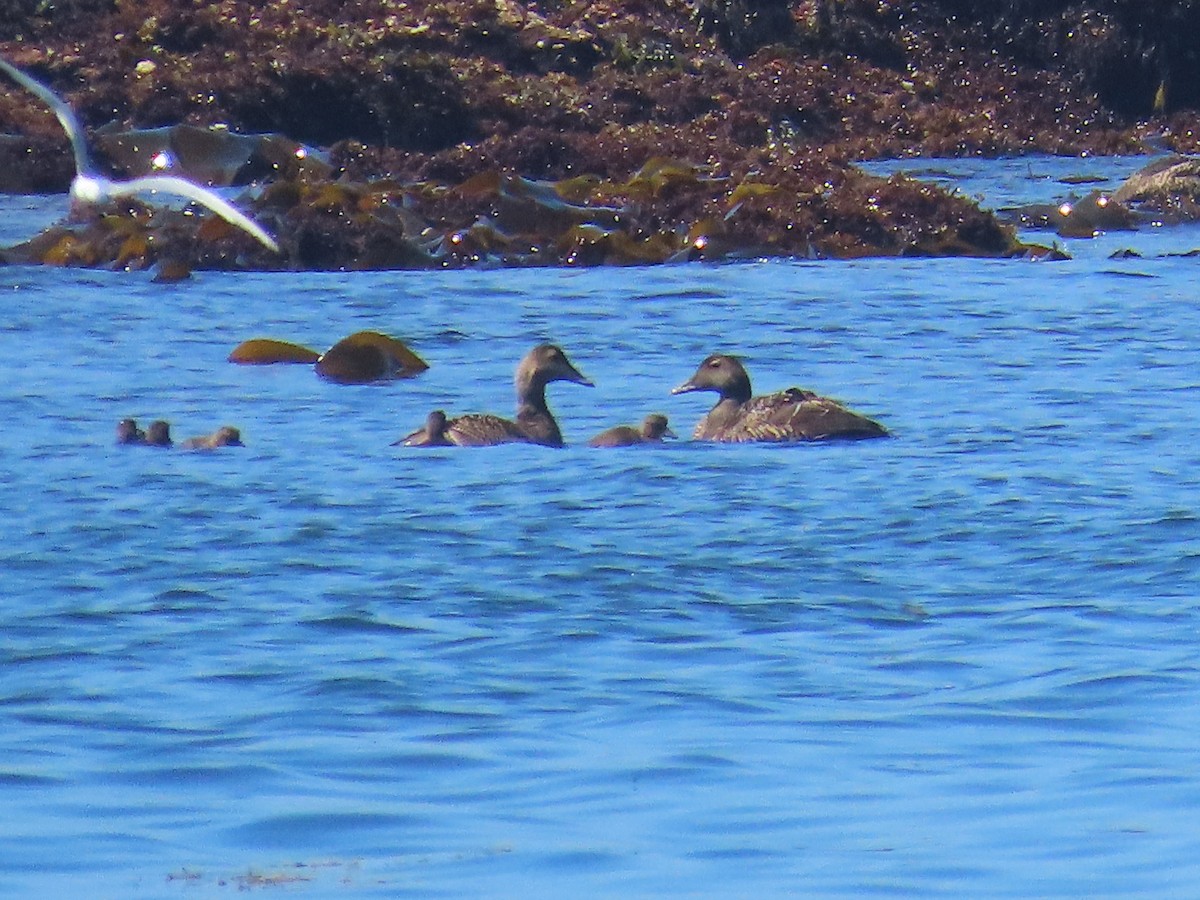 Common Eider - Teresa Noel