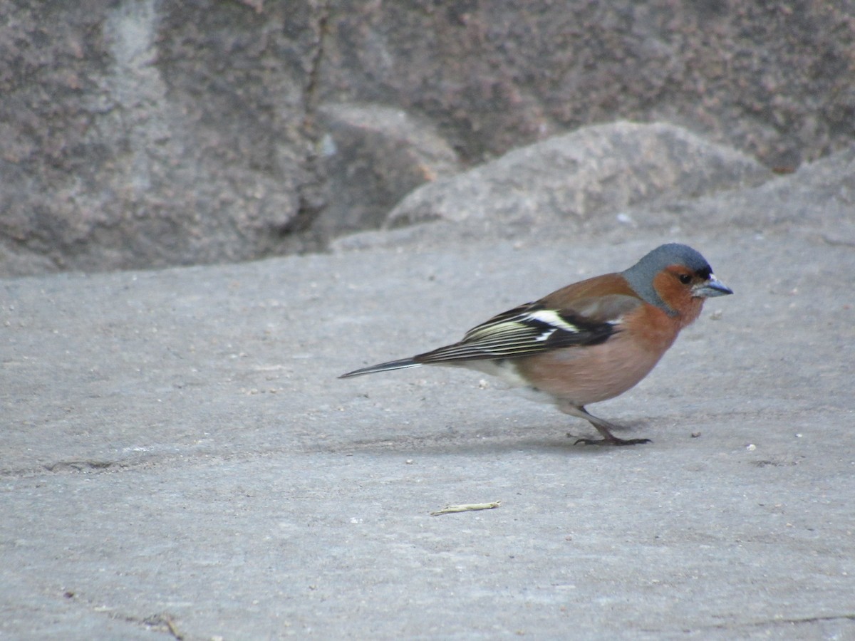 Common Chaffinch - ML620876160