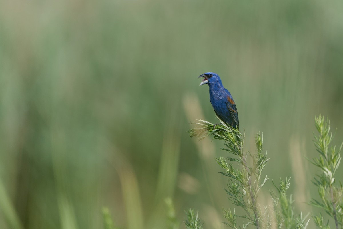 Blue Grosbeak - ML620876165