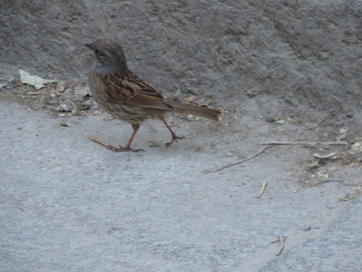 Dunnock - ML620876178