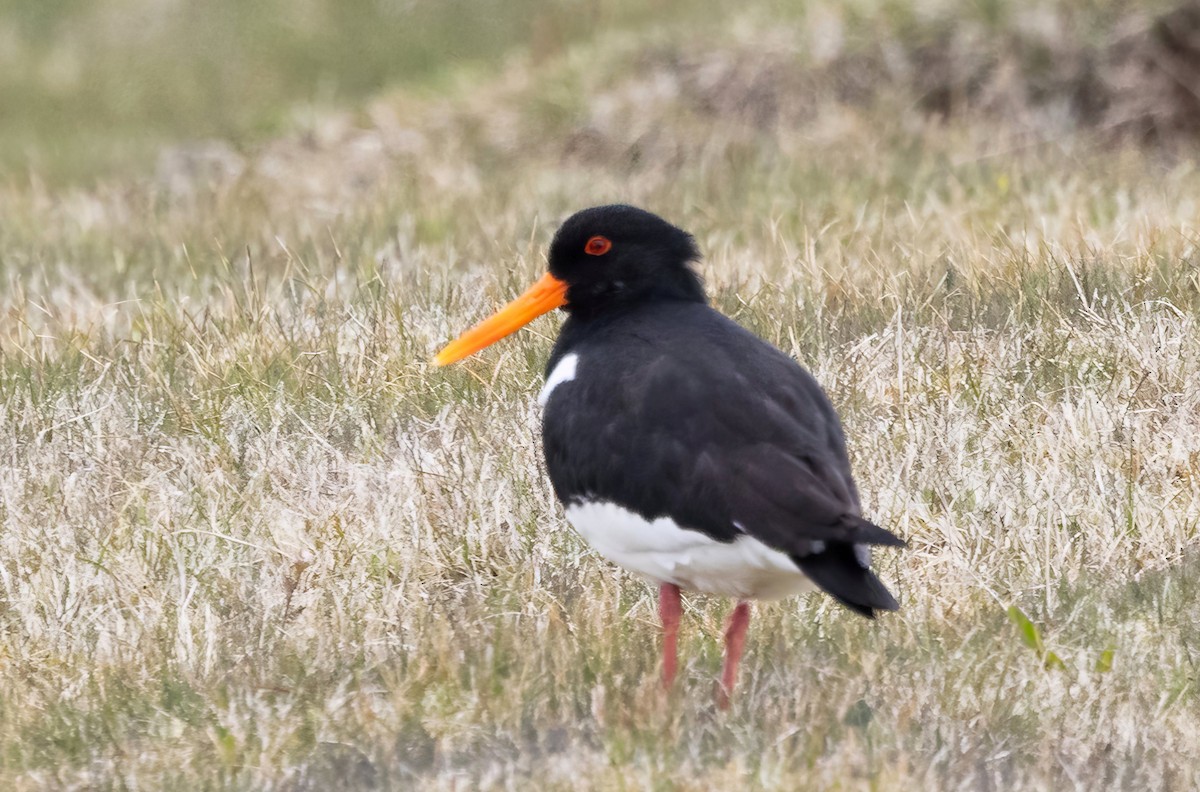 Eurasian Oystercatcher - ML620876182