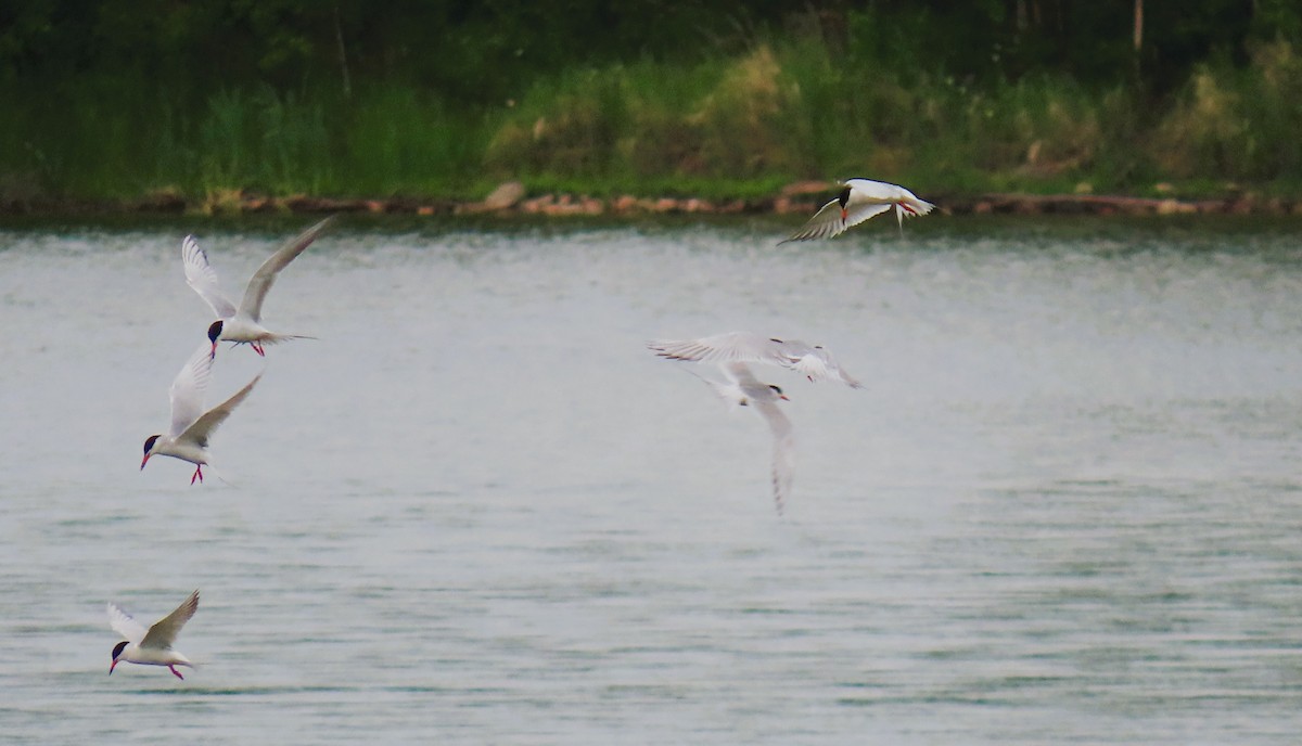 Forster's Tern - ML620876185