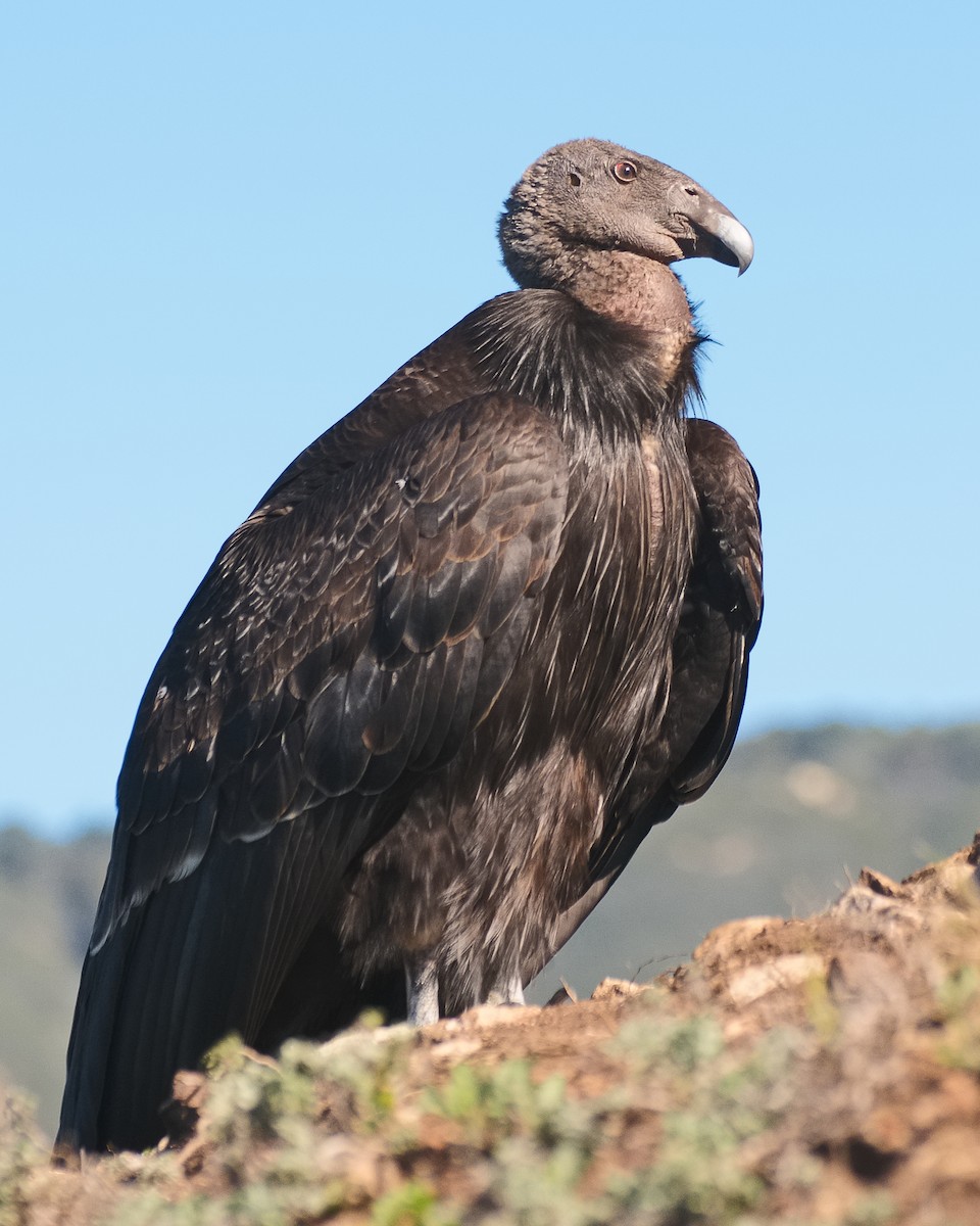Condor de Californie - ML620876204