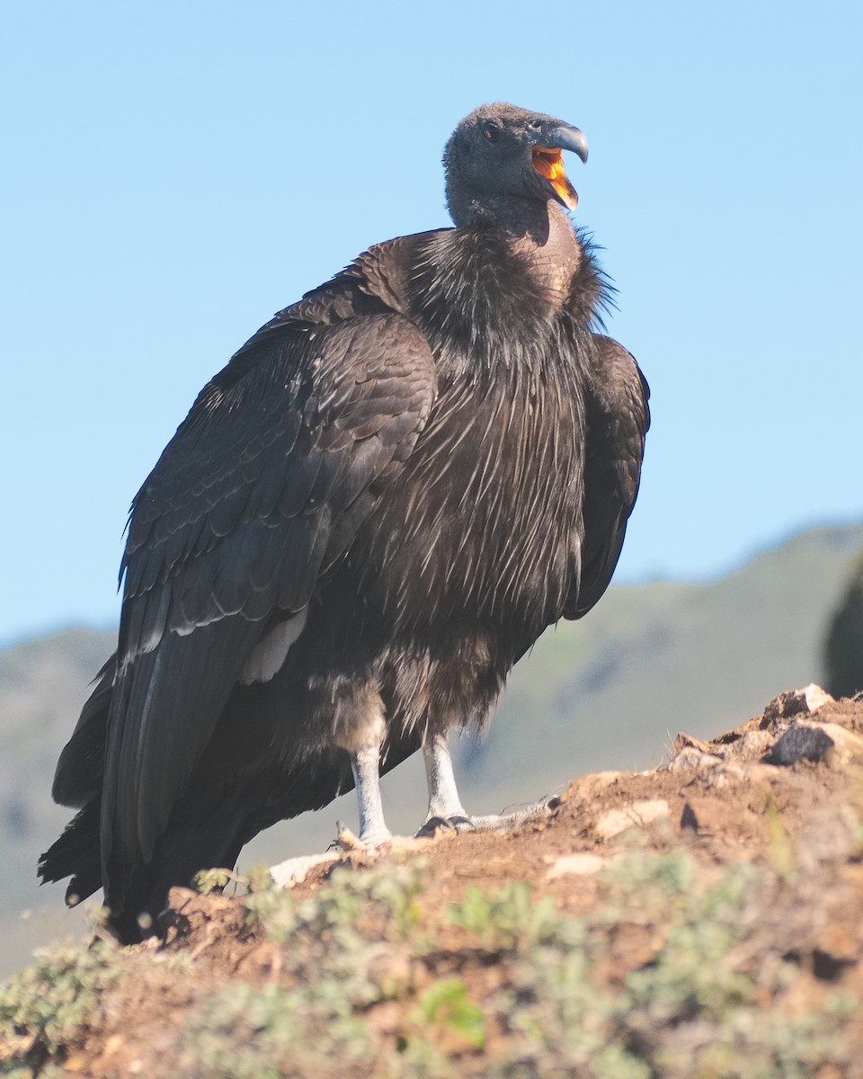 California Condor - ML620876207