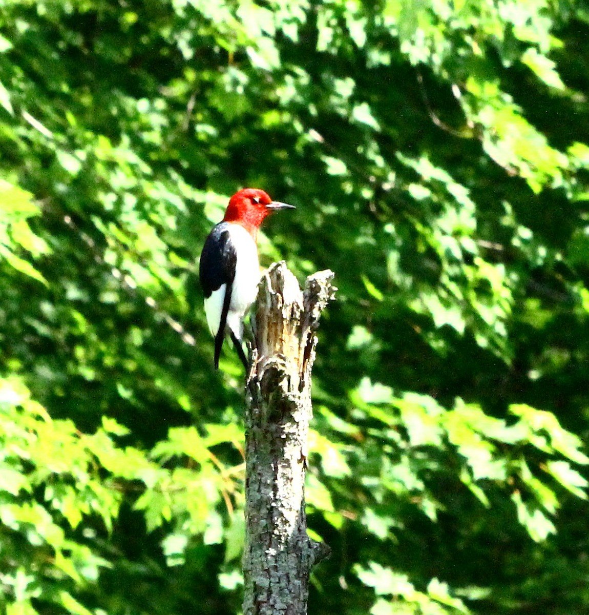 Red-headed Woodpecker - ML620876209