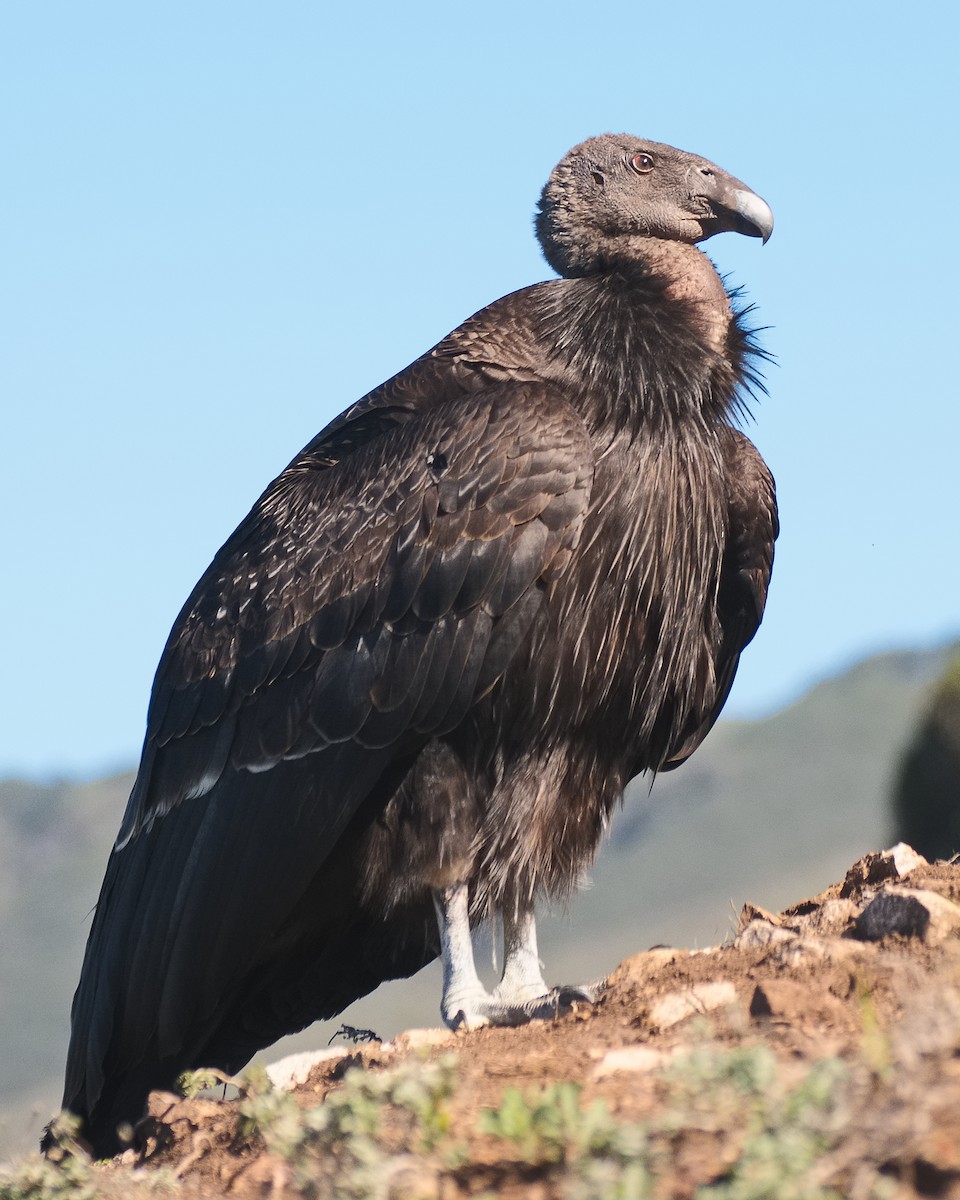 Condor de Californie - ML620876211