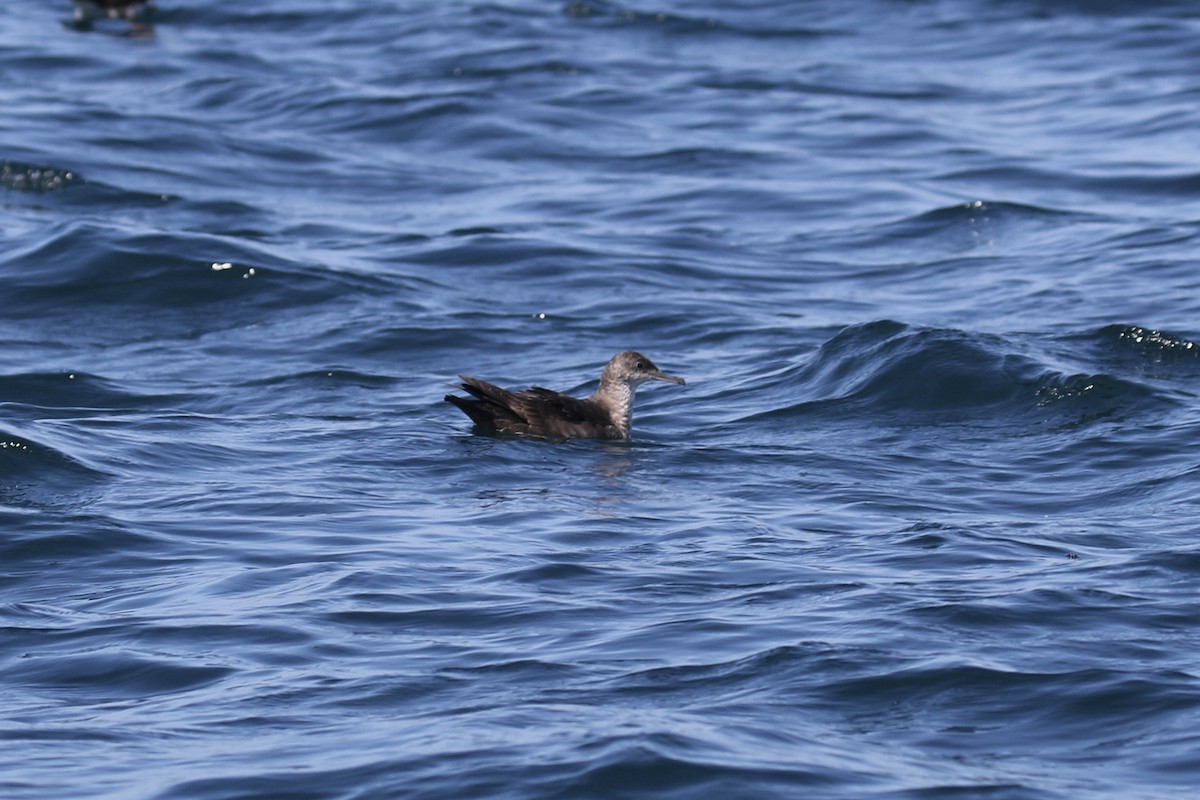 Balearic Shearwater - ML620876212