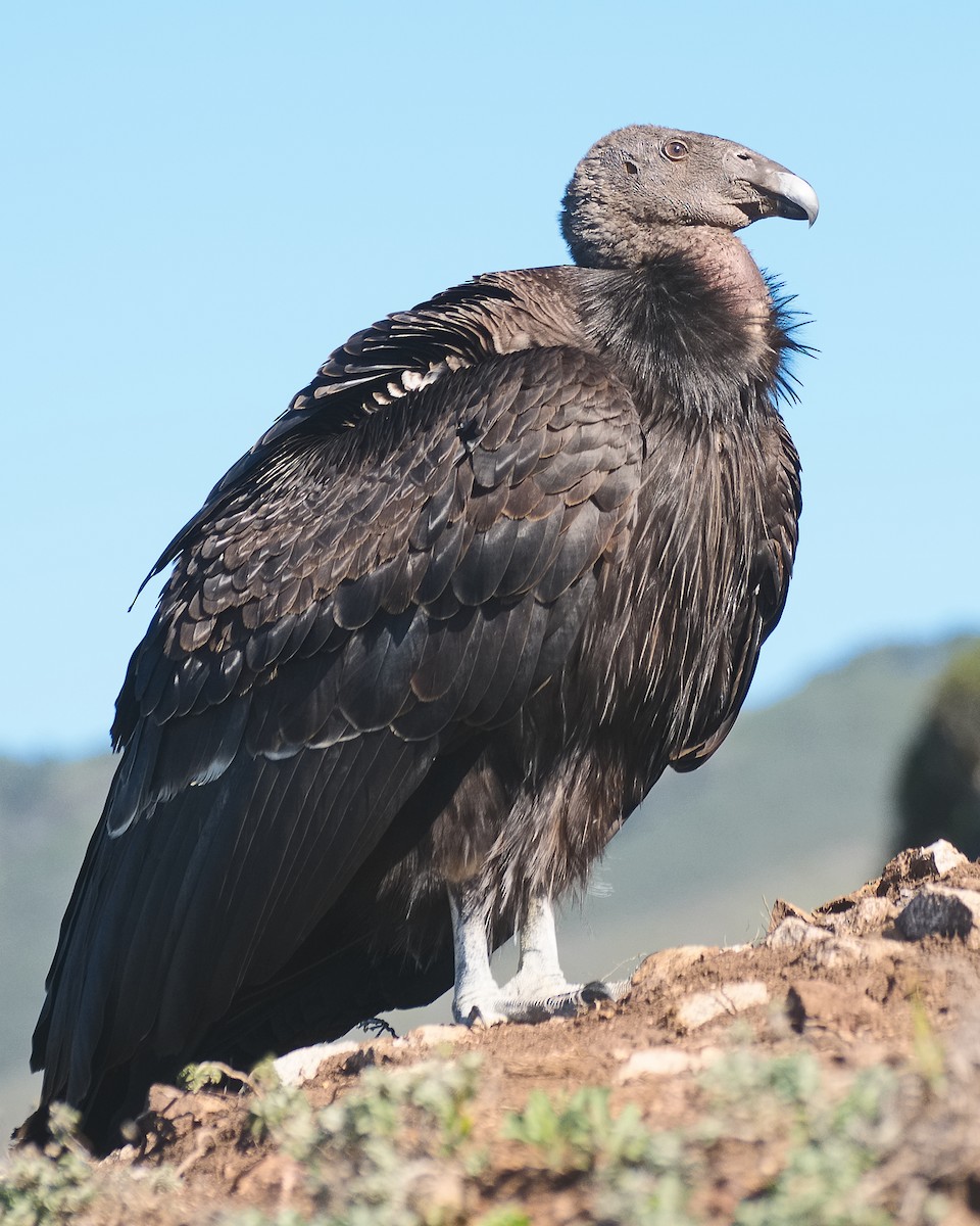 Condor de Californie - ML620876214