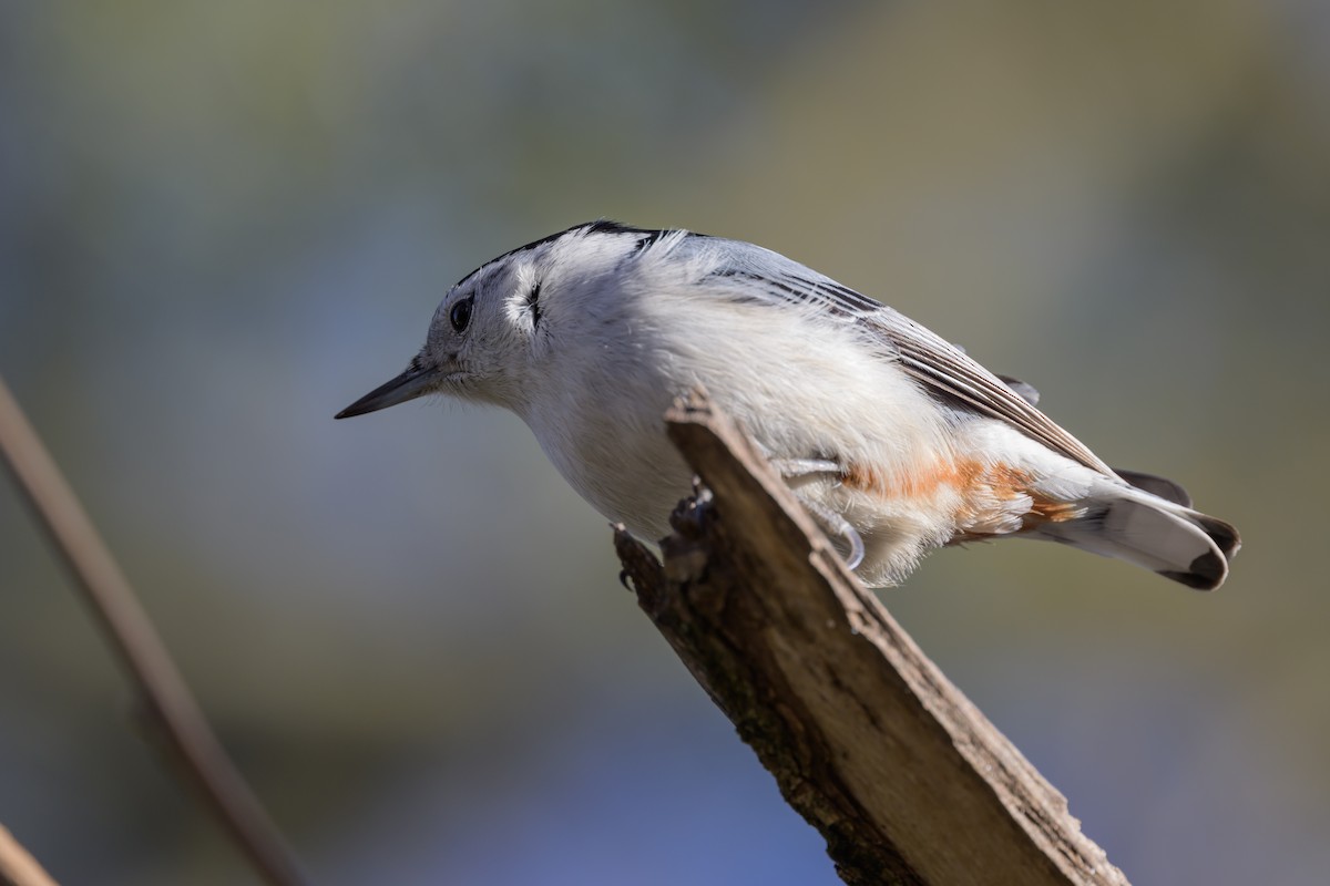 White-breasted Nuthatch - ML620876215
