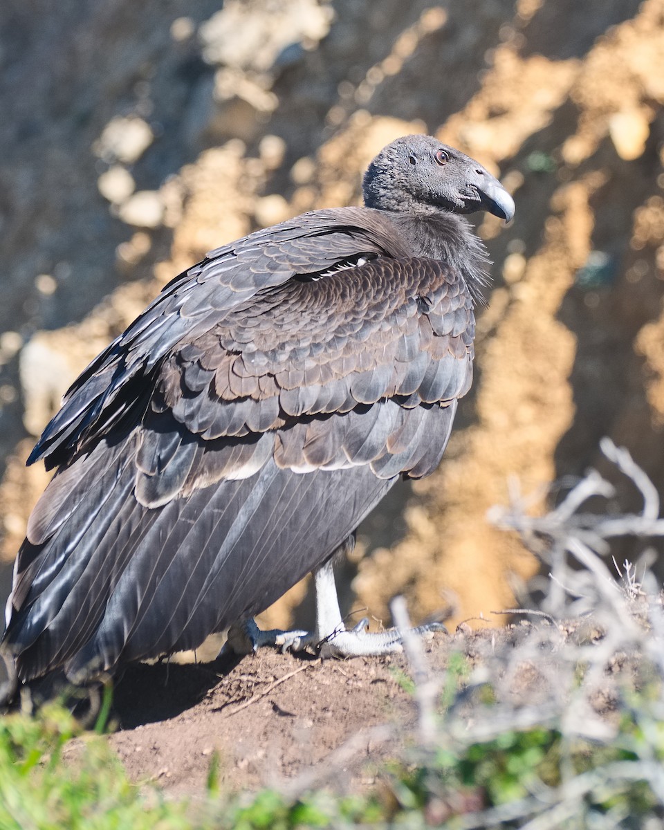 California Condor - Michael Rieser