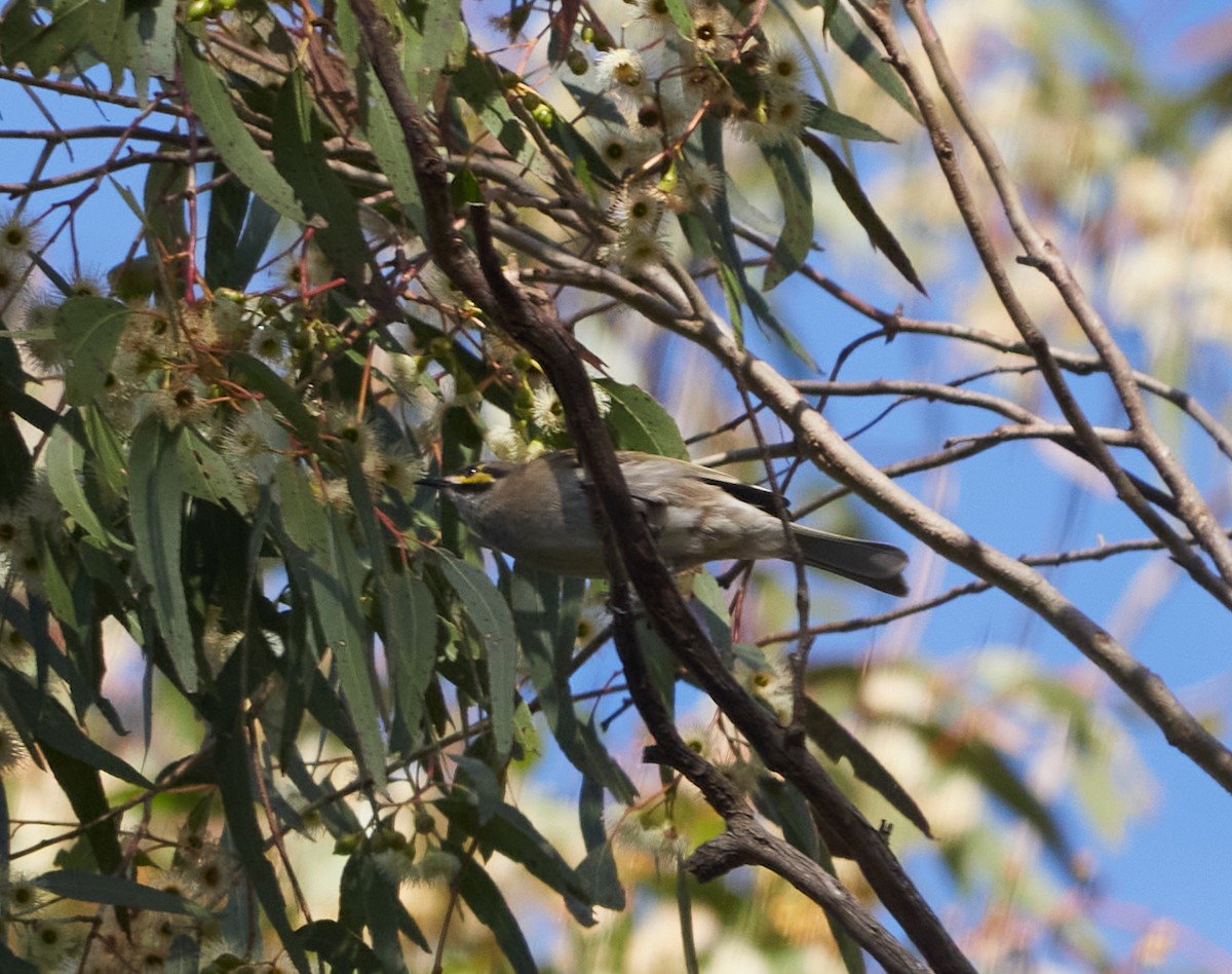 Yellow-faced Honeyeater - ML620876241