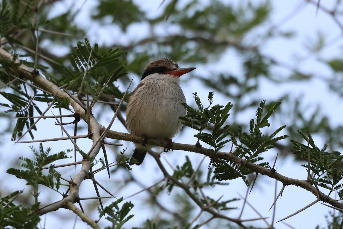 Striped Kingfisher - ML620876263