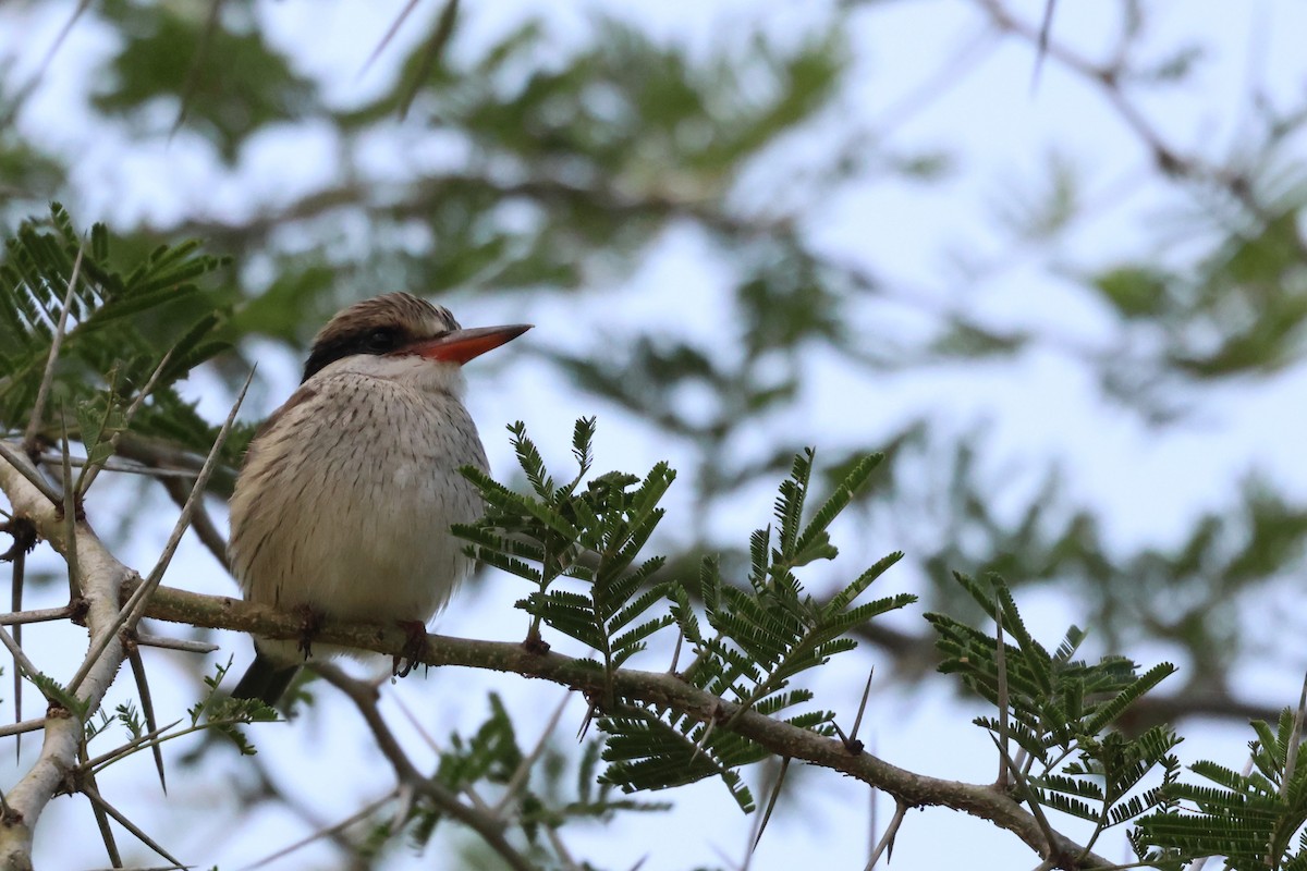 Striped Kingfisher - ML620876281