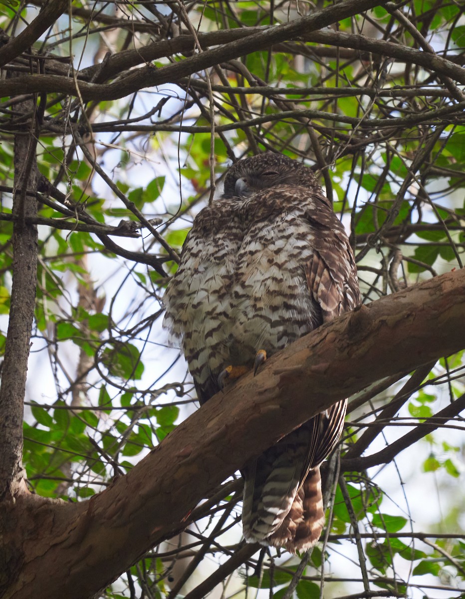 Powerful Owl - Sue McIlwraith