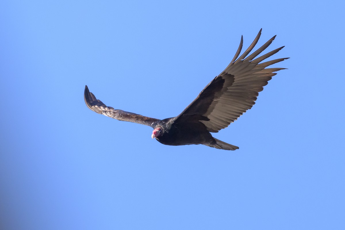 Turkey Vulture - ML620876287