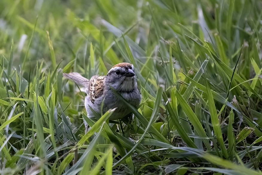 Chipping Sparrow - ML620876294