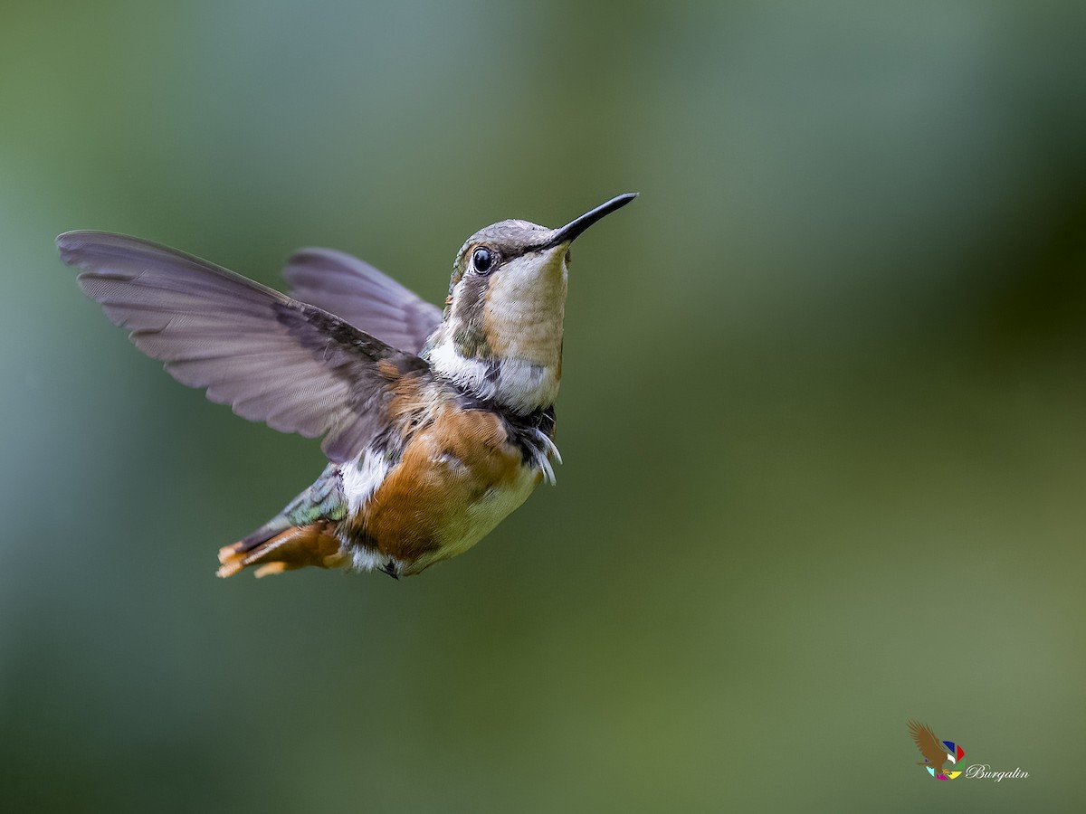 Colibrí de Mulsant - ML620876297