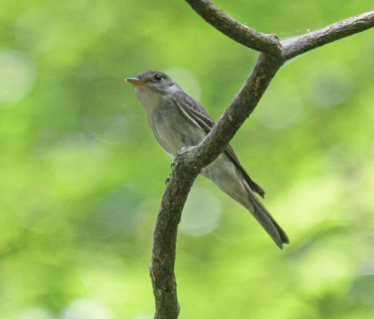 Eastern Wood-Pewee - ML620876299