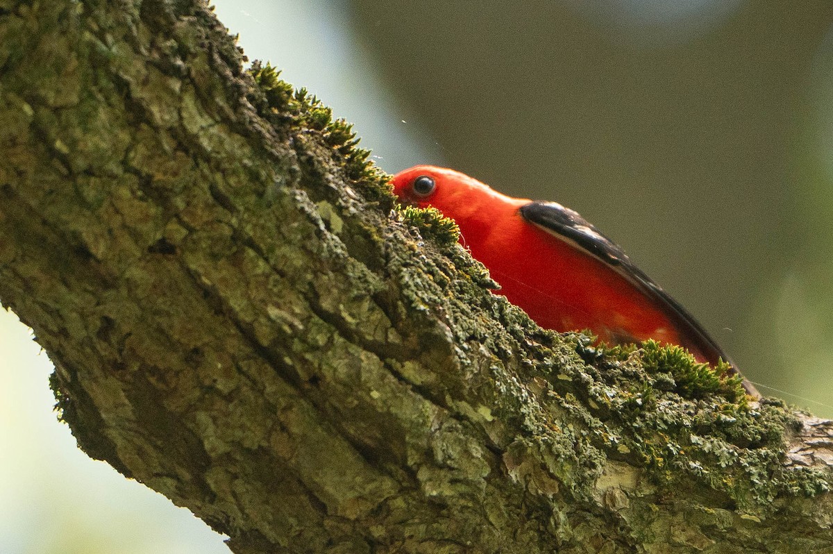 Scarlet Tanager - ML620876311